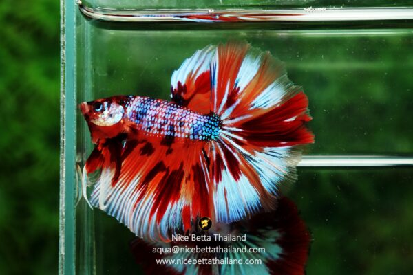 Class Color Guideline Open Color In Betta Fish Competition