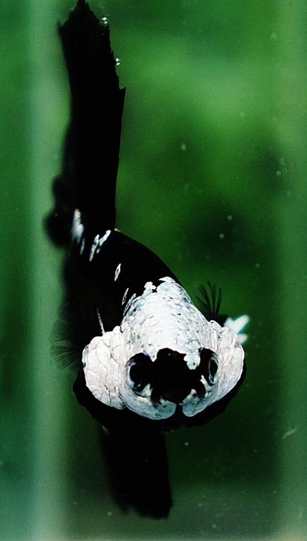 Class Color Betta Fish Guideline Headgear Or Helmet Nicebettathailand