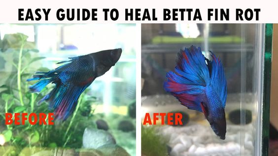 Treating fin rot - Nice Betta Thailand.CO.,LTD