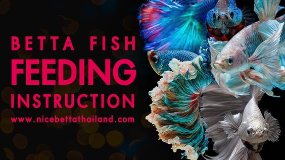 Betta Fish Feeding Instructions - Nice Betta Thailand.CO.,LTD