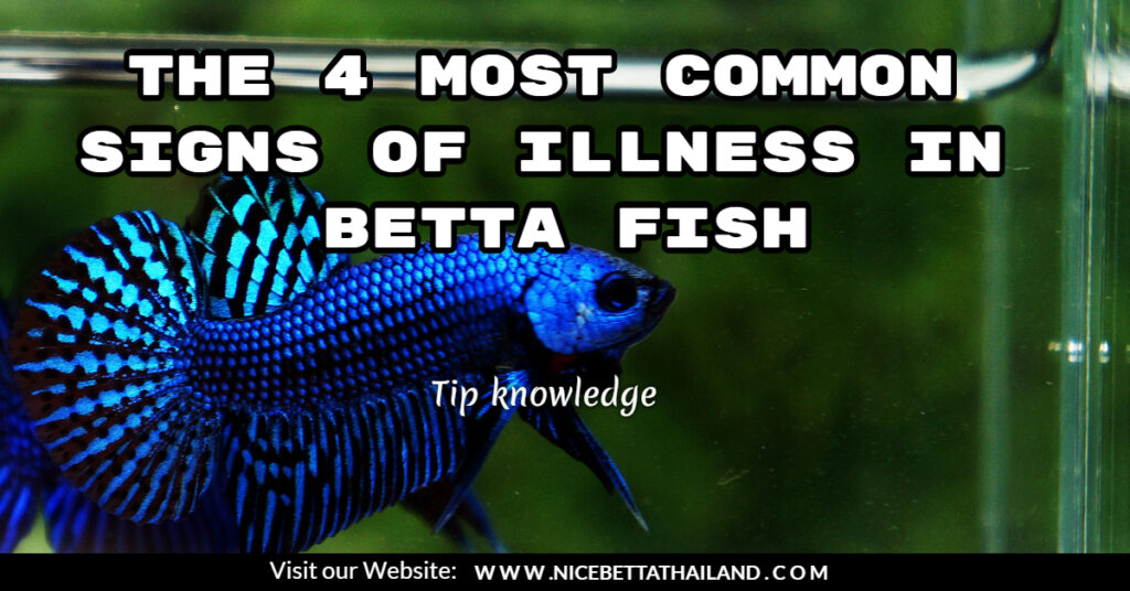 The 4 Most Common Signs of Illness in Betta Fish - Nice Betta Thailand ...