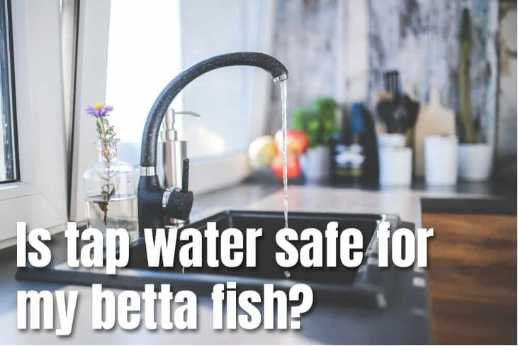 5 Min Guide For Make Betta Fish Water Nice Betta Thailand Co Ltd