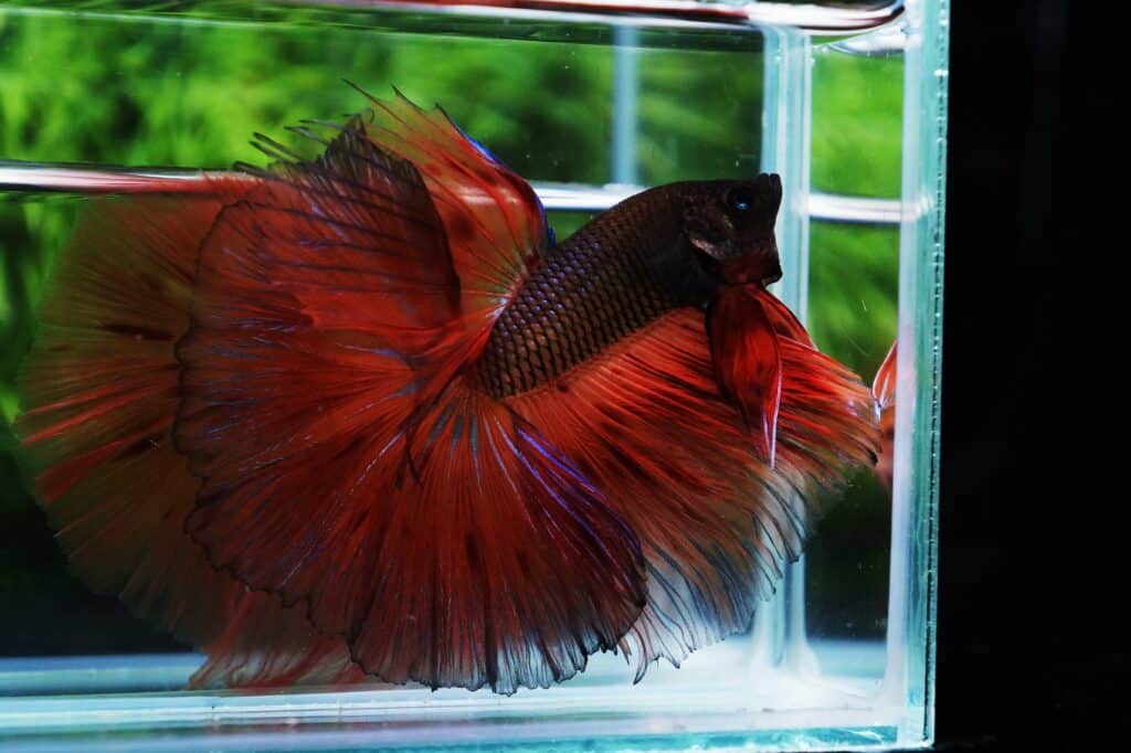 what-should-we-do-if-our-betta-fish-are-old-nice-betta-thailand-co-ltd