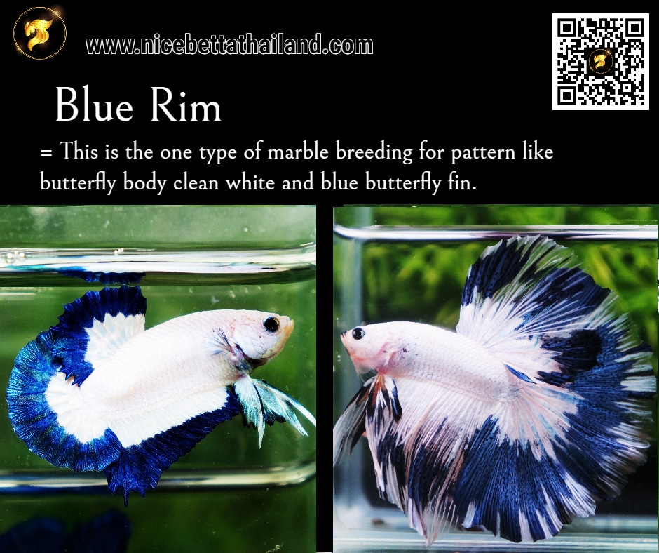 All Of Betta Fish A Guide On Patterns Color In The World Nice Betta Thailand Co Ltd