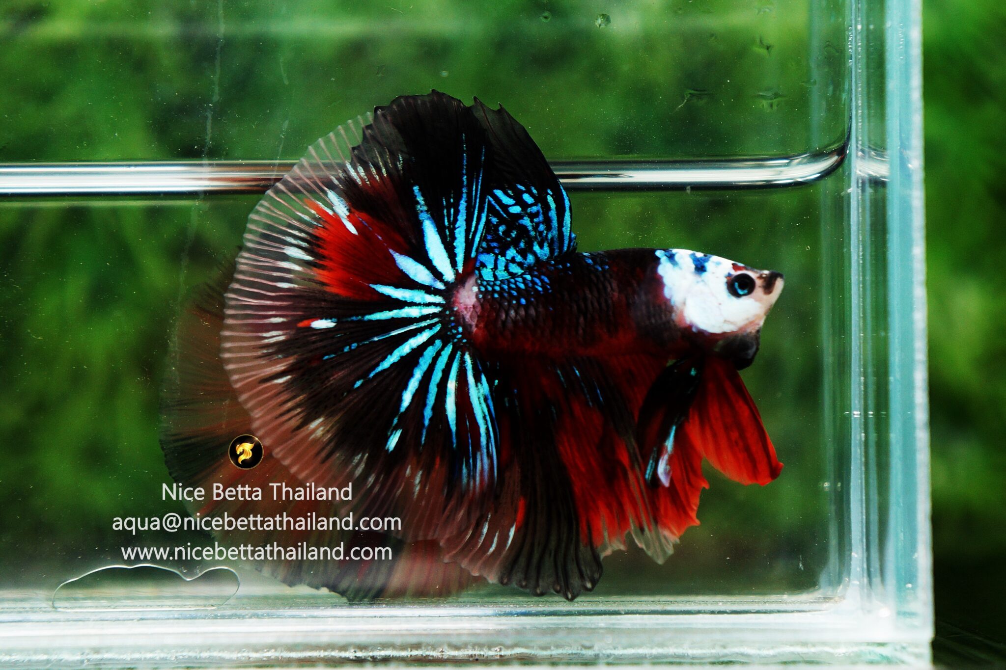 Class color betta fish Guideline Headgear or Helmet - nicebettathailand.com