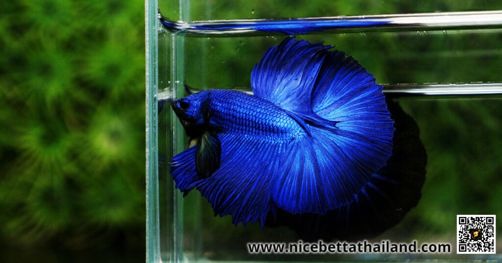 History of Blue Betta fish - nicebettathailand.com