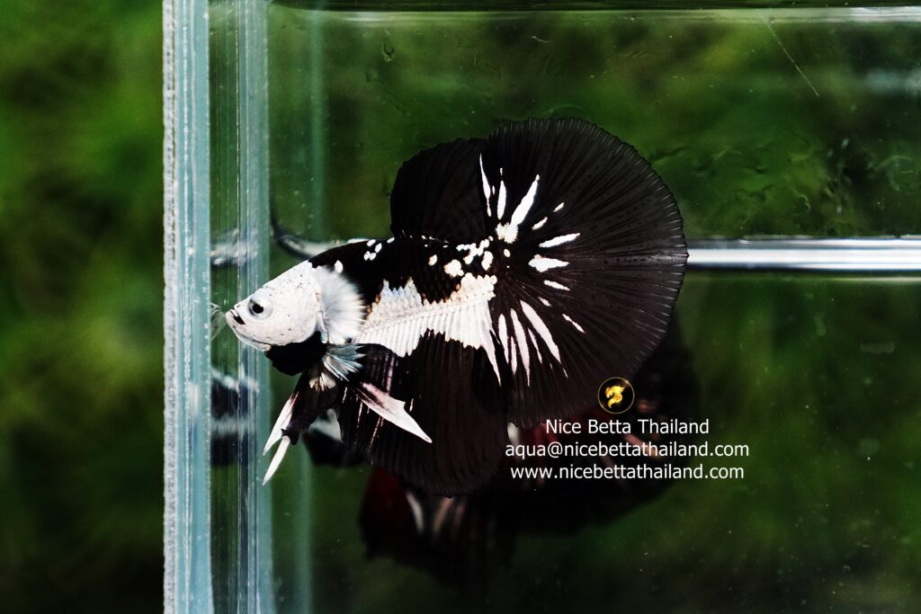 Ultra rare betta fish