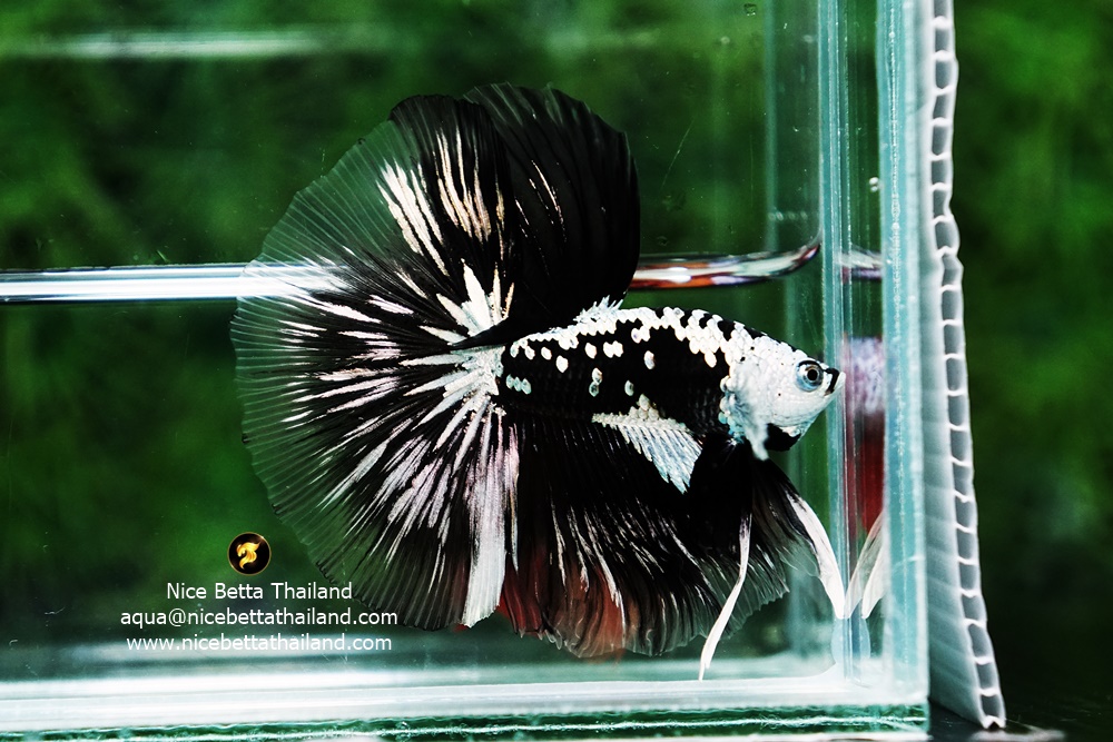 Ultra rare betta fish