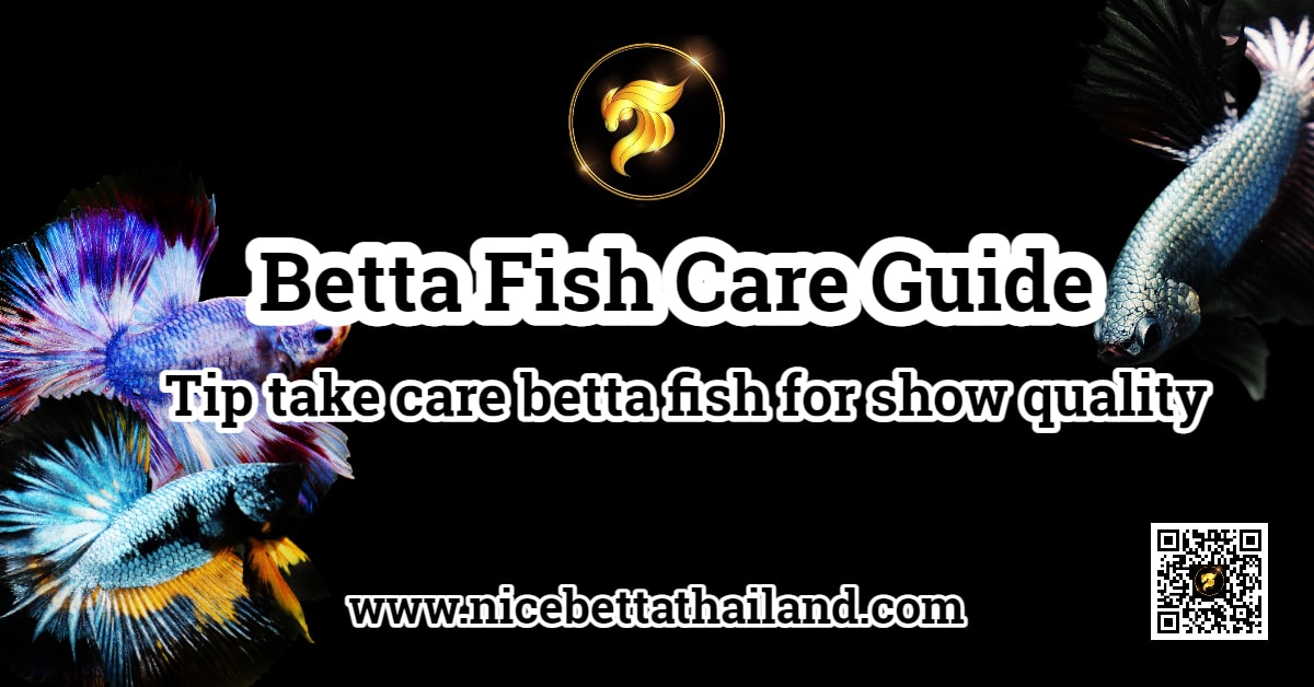 Betta Fish Care Sheet