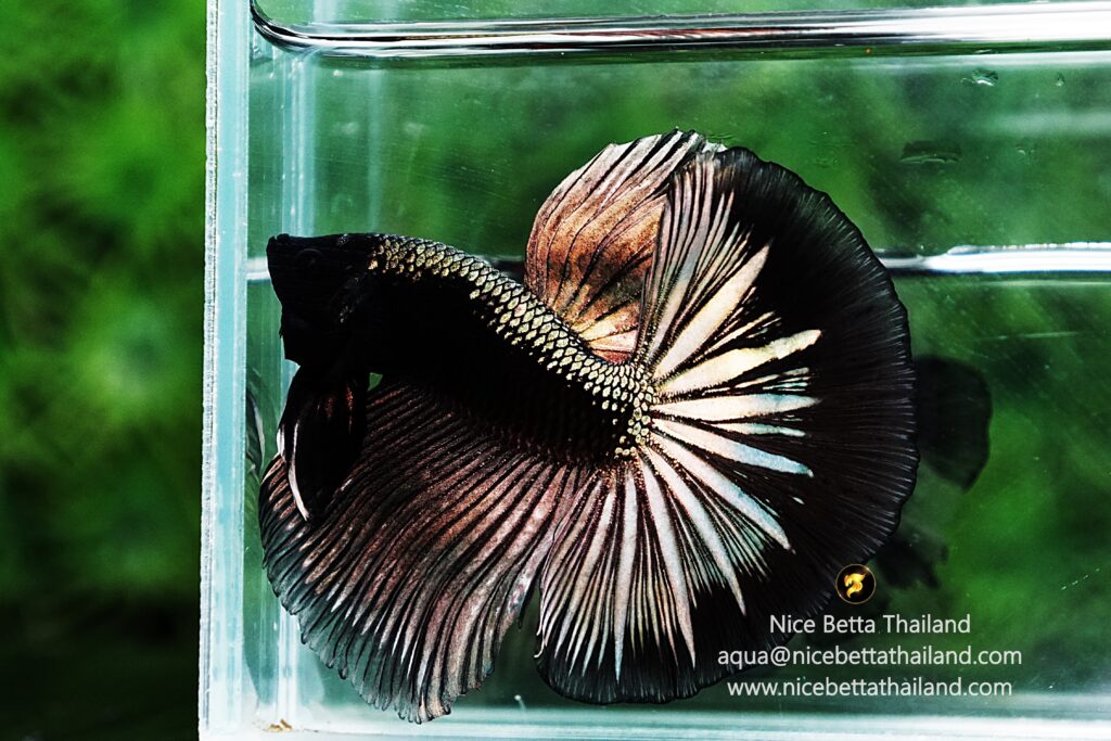 Betta fish