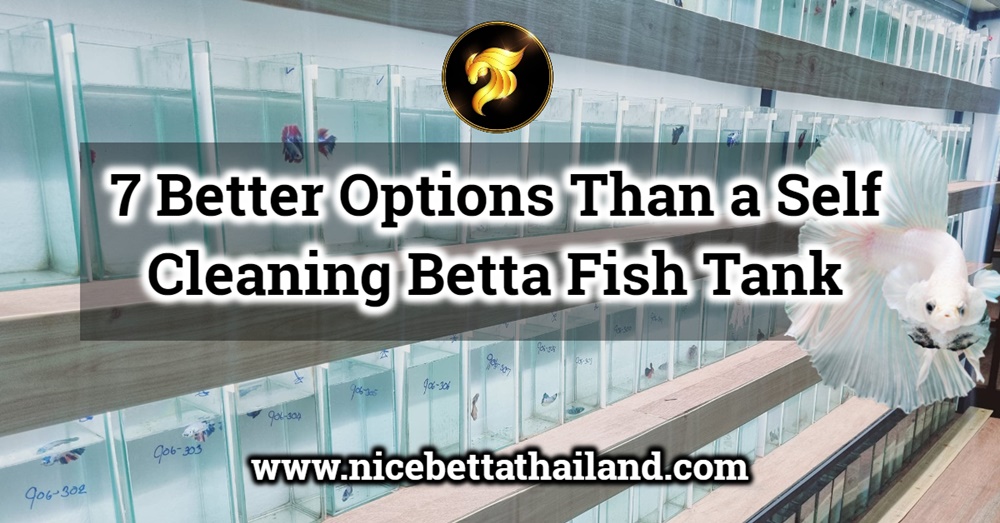 https://www.nicebettathailand.com/wp-content/uploads/2022/04/7-Better-Options-Than-a-Self-Cleaning-Betta-Fish-Tank-1.jpg