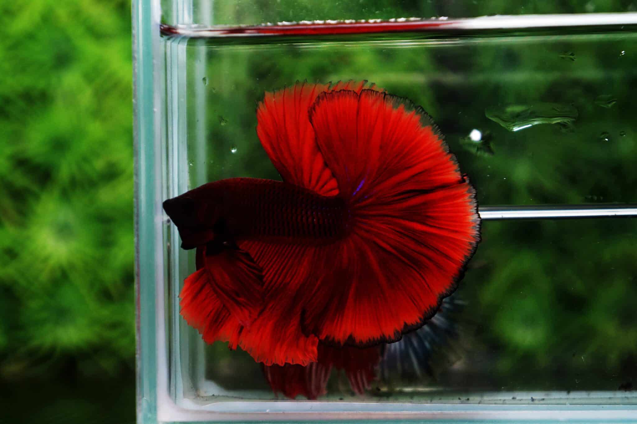 betta-fish-feeding-instructions-nicebettathailand