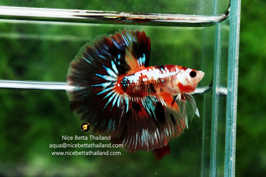 7 Better Options Than a Self Cleaning Betta Fish Tank 