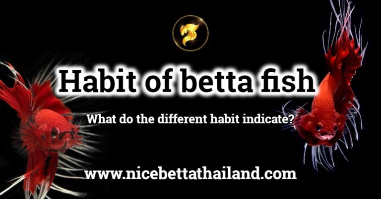 Habit of betta fish - nicebettathailand.com