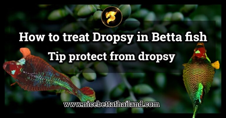 How to treat Dropsy in Betta fish - nicebettathailand.com