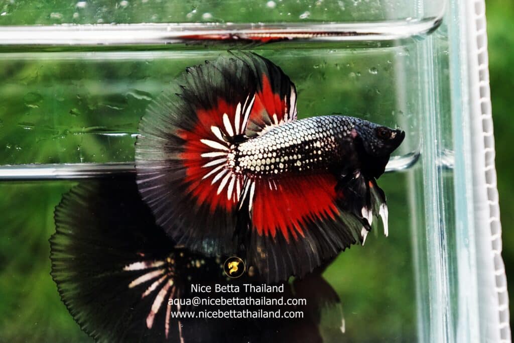 Premium Betta fish Shop