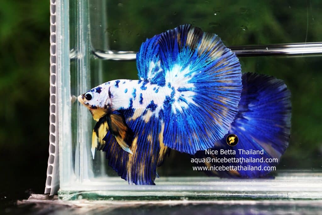 Top quality betta fish for sale