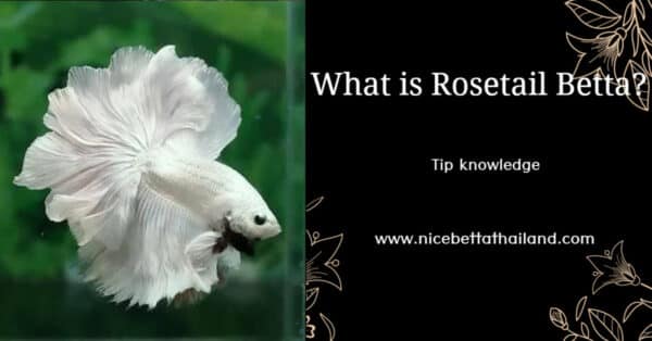 What Is Rosetail Betta Fish - Nicebettathailand.com