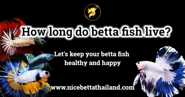 How Long Do Betta Fish Live? - nicebettathailand.com