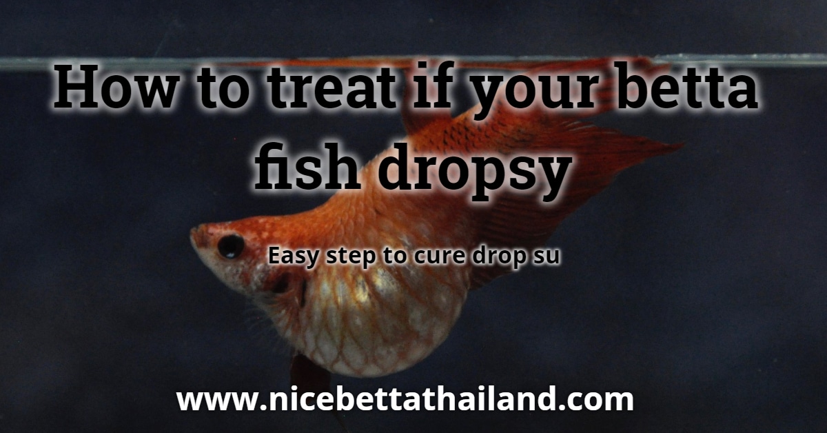 sick betta fish dropsy