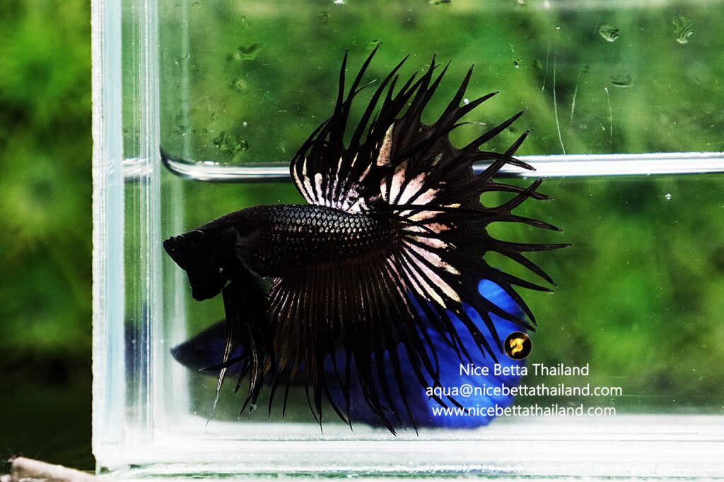 King crowntail betta fish for sale