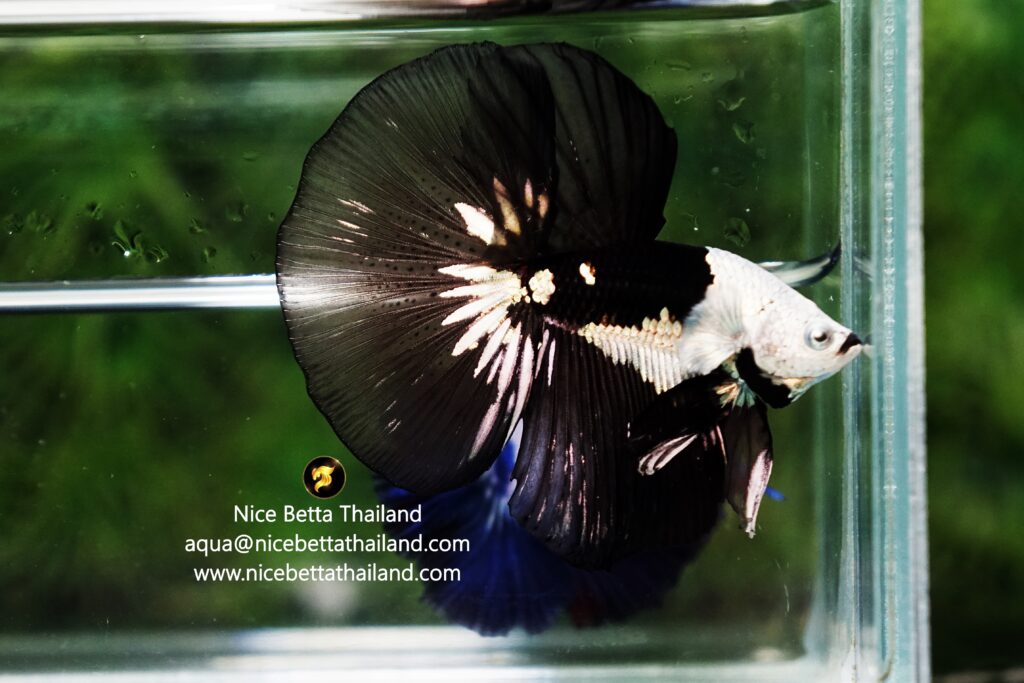 Rare betta fish this colors only Nice Betta Thailand