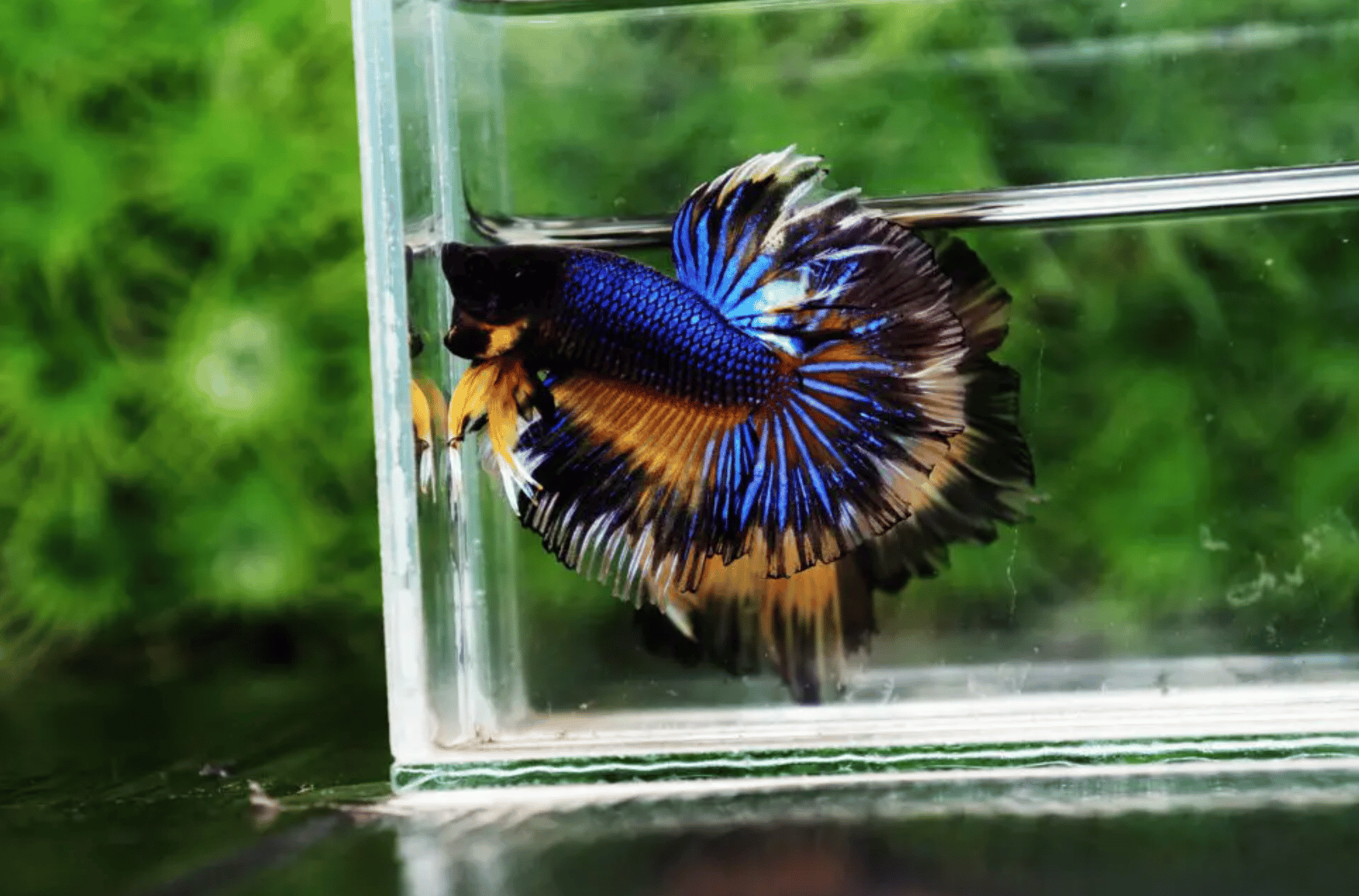 how-much-space-do-betta-fish-need-nicebettathailand