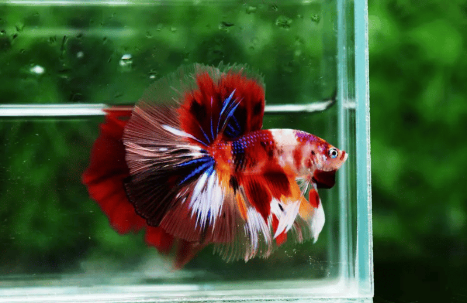 how-much-space-do-betta-fish-need-nicebettathailand