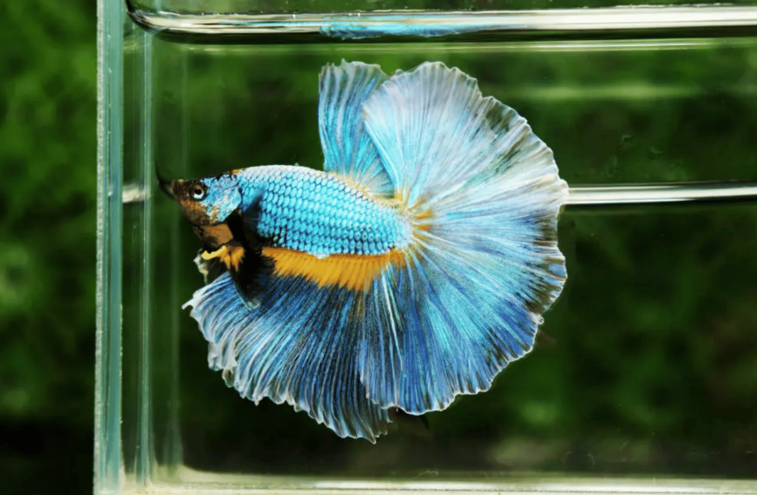 Betta with Severely Swollen Abdomen - nicebettathailand.com