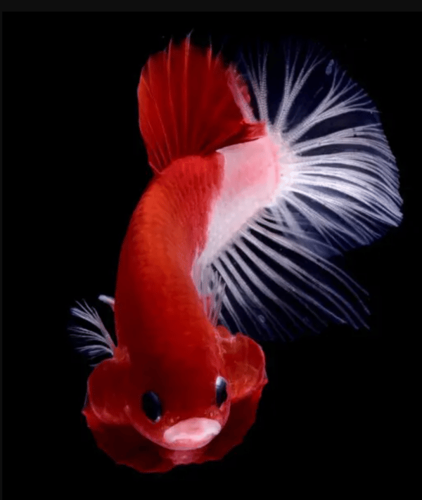 Disadvantages of Betta Fish Bowls - nicebettathailand.com