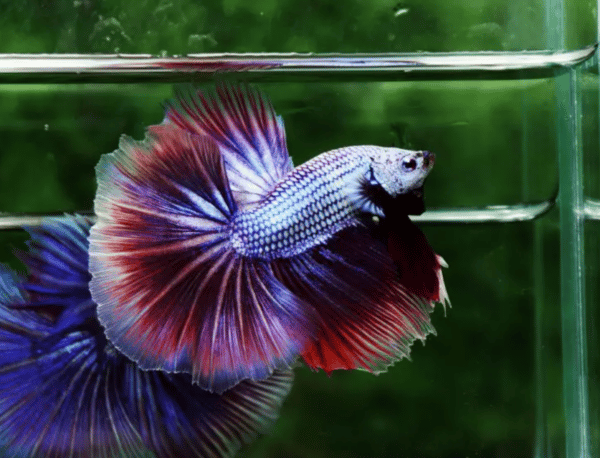 Why betta fish not eating pellets? - nicebettathailand.com