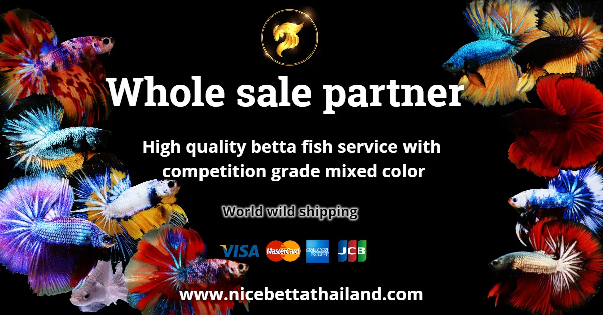 Betta fish sale wholesale