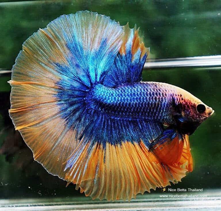 Betta fish OHM Yellow Blue Grizzle - nicebettathailand.com