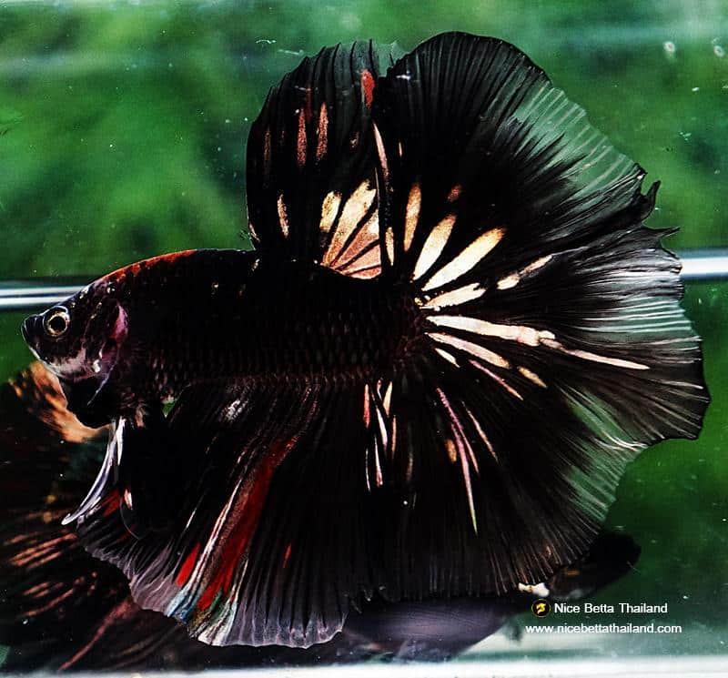 Betta fish OHM Shadow Black Gold Star Series (Rare)