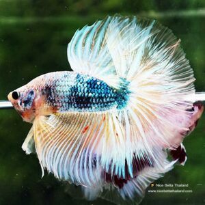 Betta fish OHM Fancy Blue Dragon - nicebettathailand.com