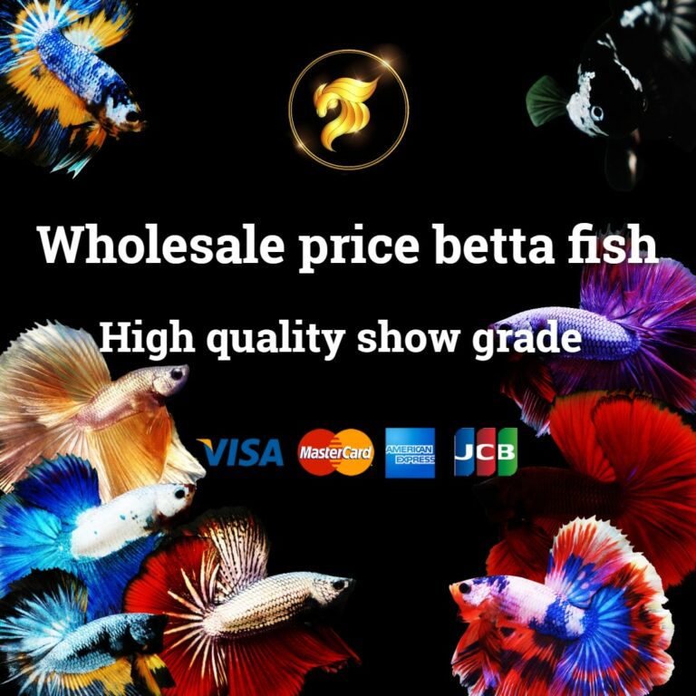 Live Betta Fish Mystery Box (Hight Quality Betta Fish) 10 Pcs Female ...