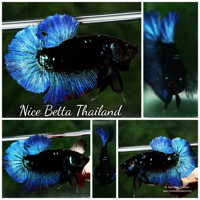 Betta fish HMPK Blue Black Avatar Star - nicebettathailand.com