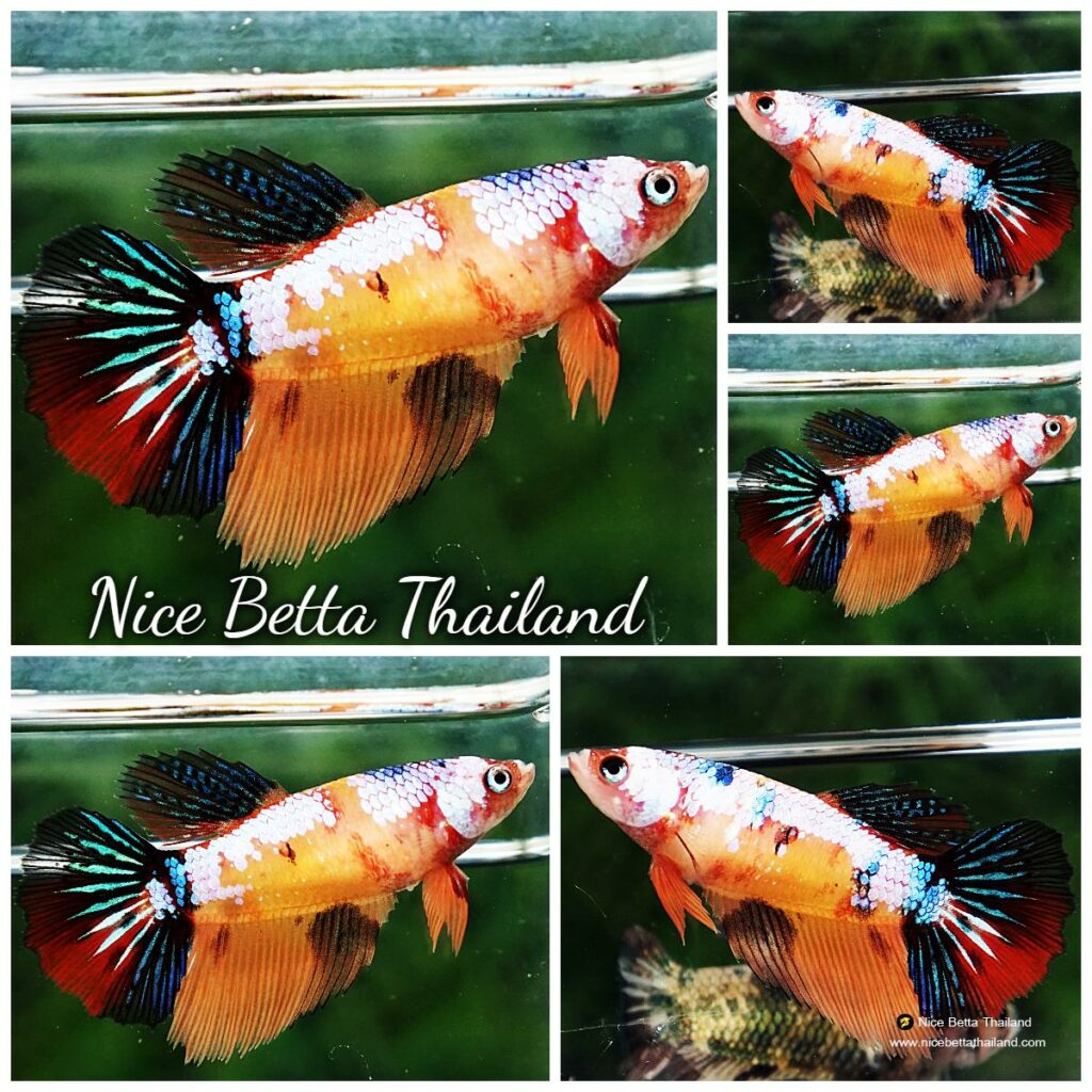 Betta fish Female HM Candy Nemo Yellow Base - nicebettathailand.com