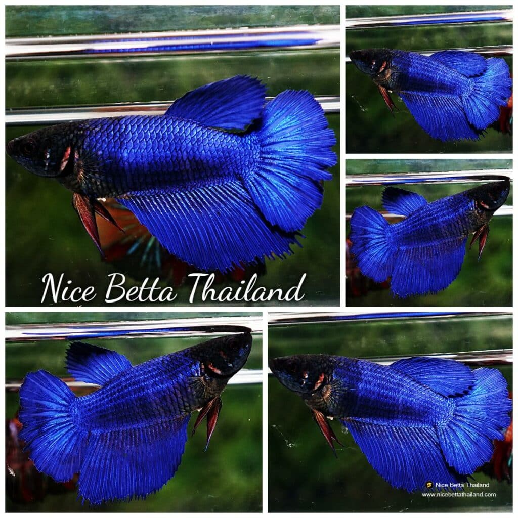 Betta fish Female HM Royal Blue - nicebettathailand.com