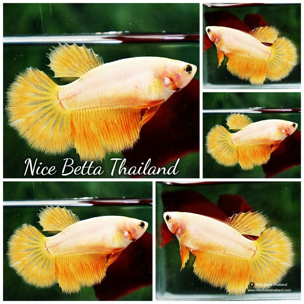 Yellow best sale female betta