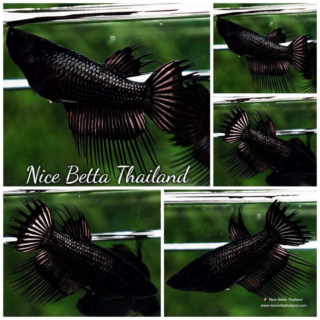 Black female hot sale betta fish