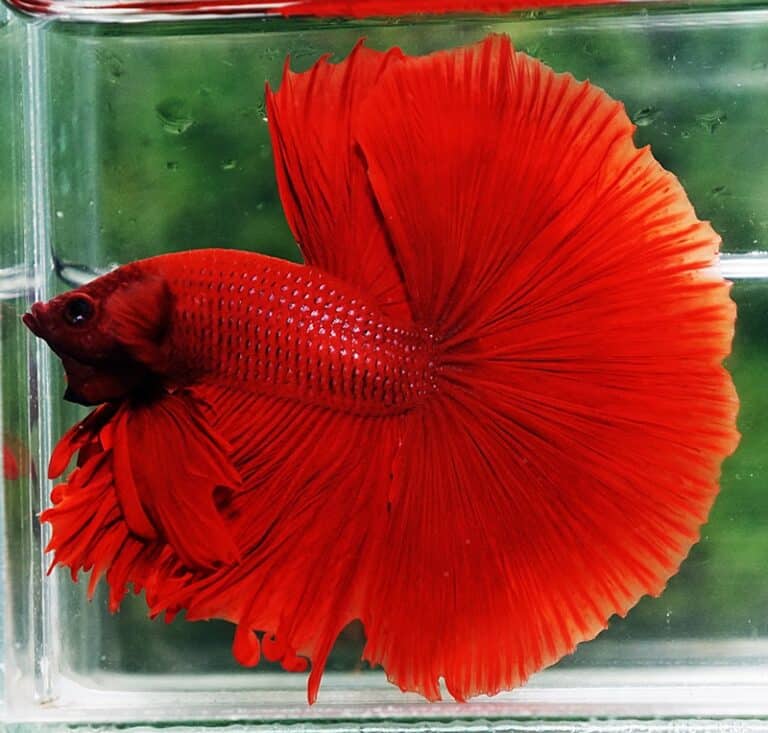 Betta fish OHM Super Red Devil