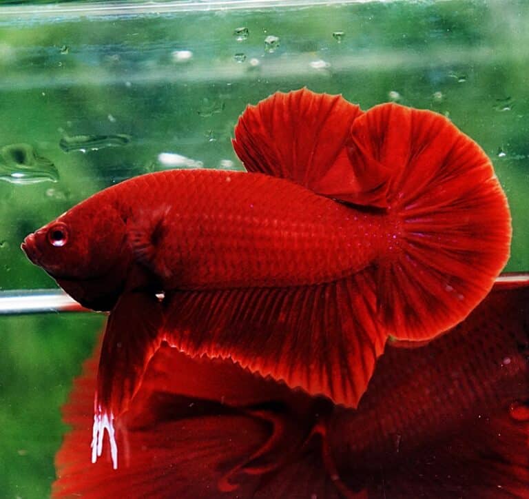 Betta fish HMPK Perfect Deep Super Red