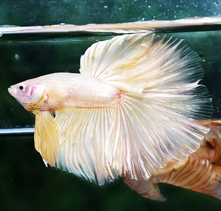 Betta fish HM Classic Pure Gold