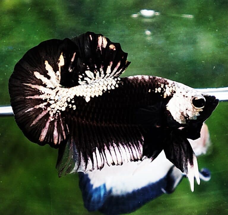 Betta fish OHMPK Perfect Helmet Black Samurai