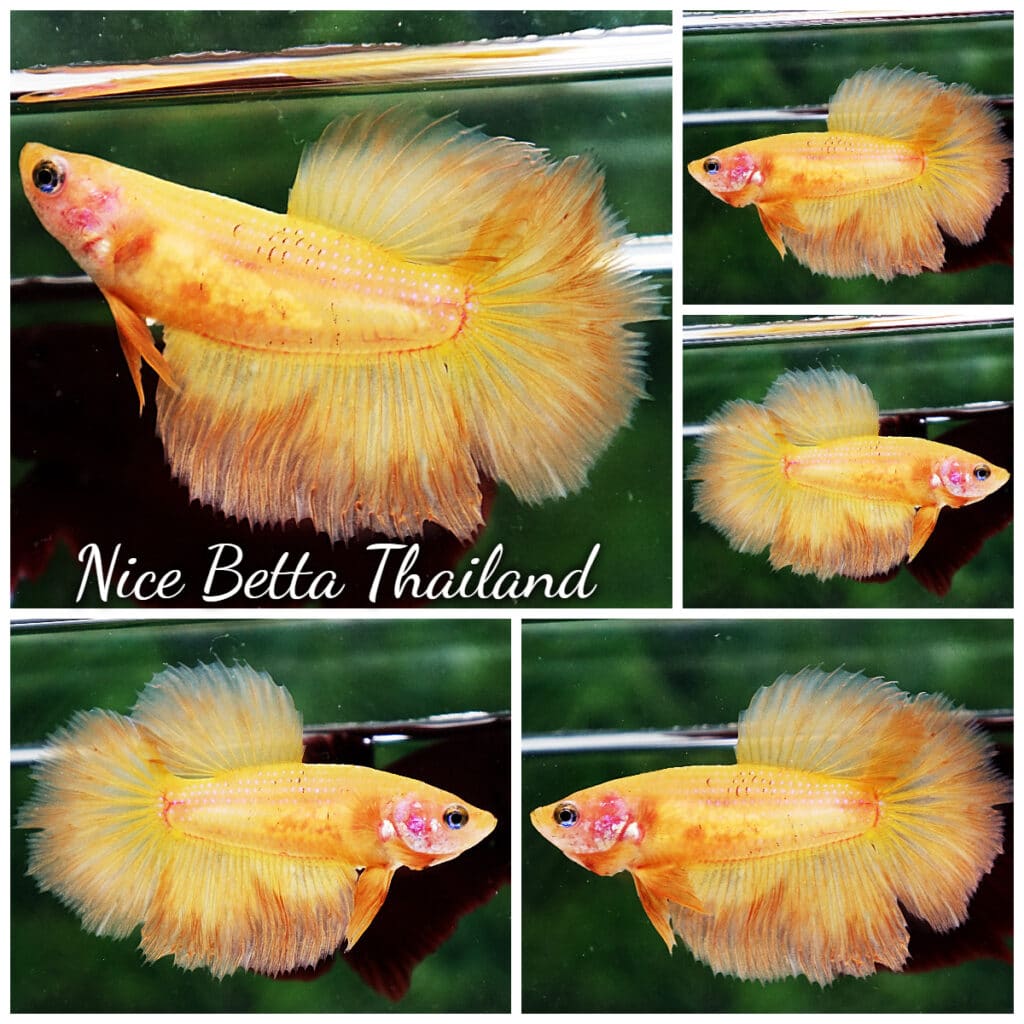 Yellow hot sale female betta