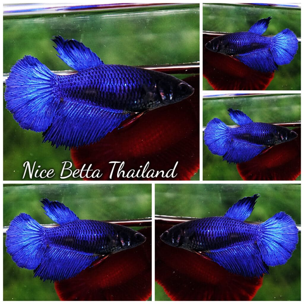 Betta fish Female HM Steel Blue