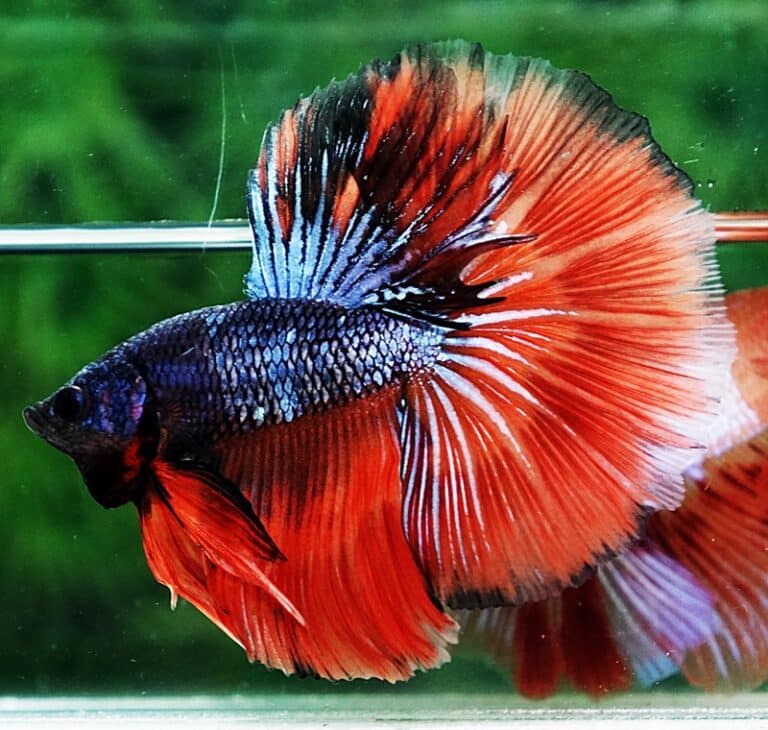 Betta fish HM Star Devil on Fire