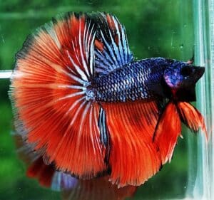 Betta fish HM Star Devil on Fire