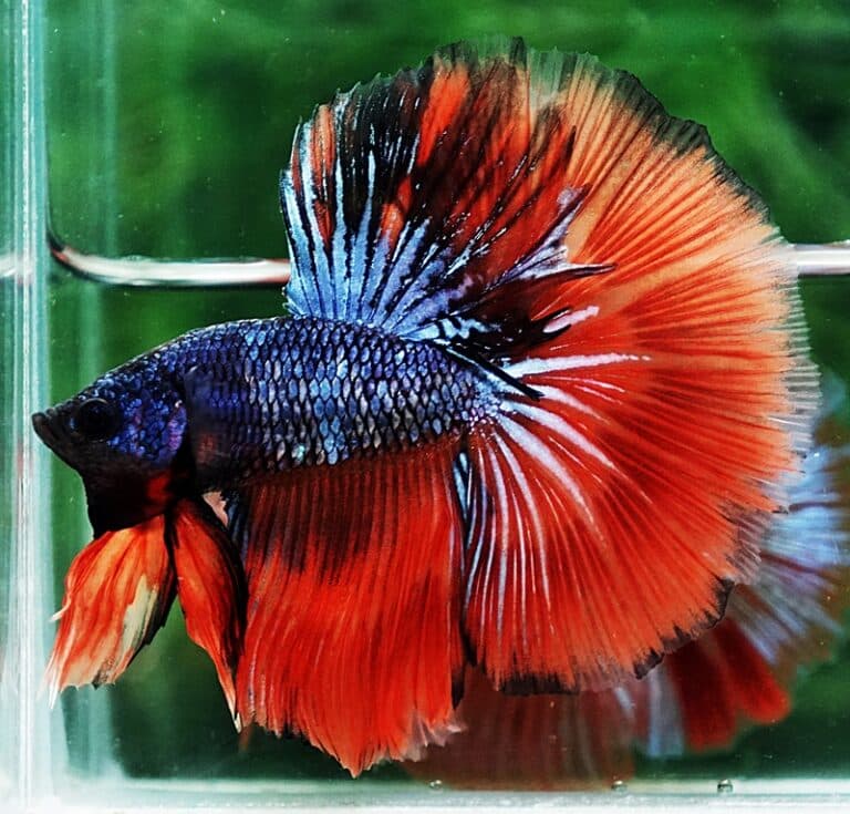 Betta fish HM Star Devil on Fire